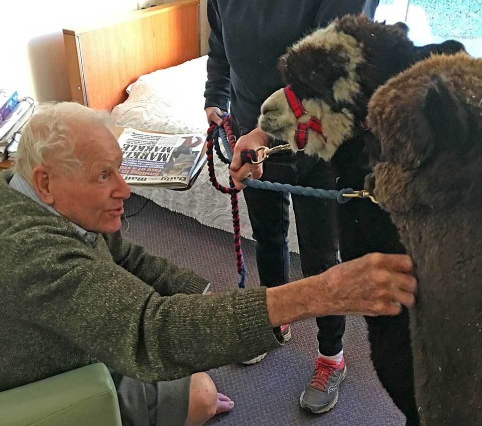 Alpacas visit Westacre Nursing Home