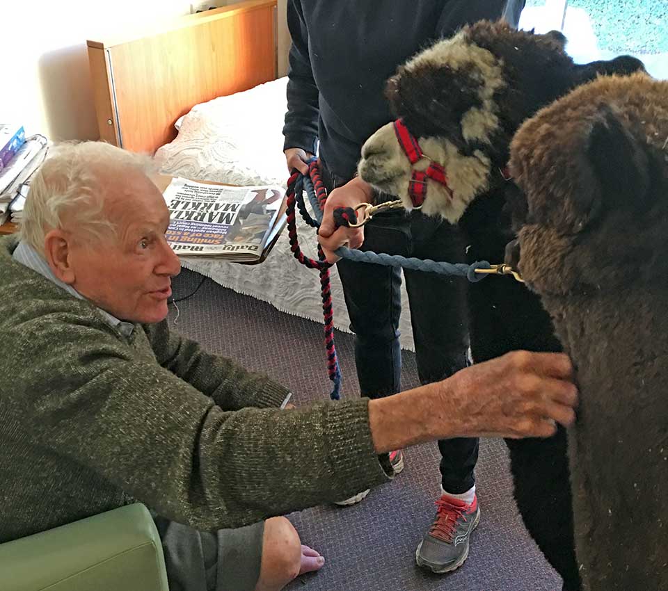 Animal therapy - Alpacas visit Westacre Nursing Home