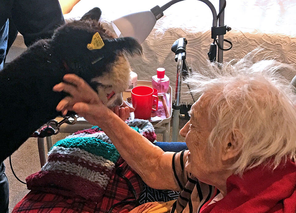 A therapeutic visit by alpacas